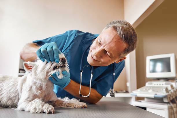 Best Emergency Broken Tooth Repair in Madison, MN